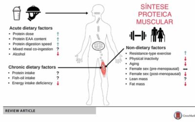 SÍNTESE PROTEICA MUSCULAR